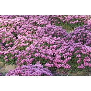  Purple Mums 12x18 Giclee on canvas