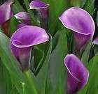   SHORT PURPLE Calla Lily Bulbs   Purple/Lavender Calla Lilies  