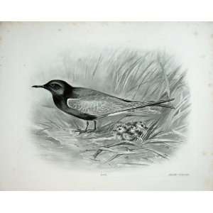   1910 Black Tern Hydrochelidon Nigra Male Chicks Birds