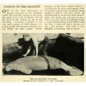   Mexico Animal Carcass Marine   Original Halftone Print