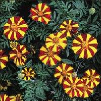 Jolly Jester Marigold 25 Flower Seeds   Heirloom  