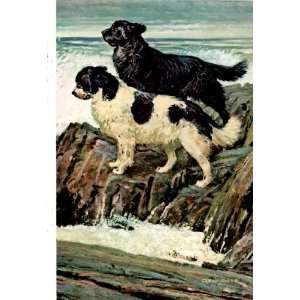  Dog 1958 Newfoundlands in raging surf Edwin Megargee Dog 