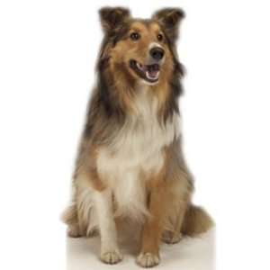  Collie Animal Stand Up 