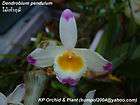 Orchid species flask Dendrophylax lindeni Ghost orchid  