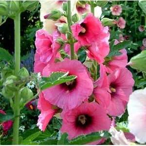  Pink Hollyhock Seed pack Patio, Lawn & Garden