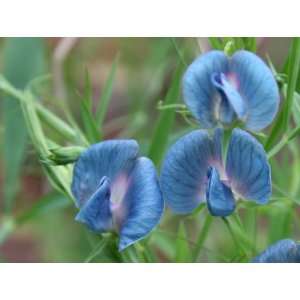  7 BLUE KING TUT SWEET PEA Lathyrys Satuvys Flower Vine 