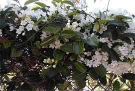 MADAGASCAR JASMINE   BEAUTIFUL STARRY WHITE FLOWERS AND A SCENT FROM 