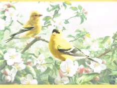EASTERN BLUE BIRD, CARDINAL PLUS FINCH COUNTRY Yellow Edge Wallpaper 