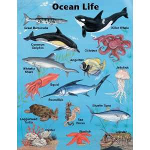  Ocean Life (9780768213591) Frank Schaffer Books