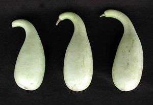 PENGUIN GOURD~Seeds~~~~A Charming Variety  