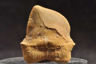 TR434  NICE CRETACEOUS SHARK TOOTH Squalicorax bassanii  