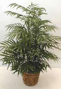 Double potted 4 foot Silk Phoenix Palm Tree  