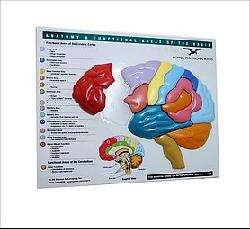 Brain Model & Puzzle (Board Game)  