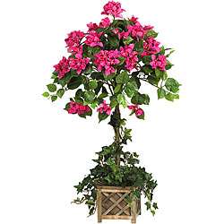Bougainvillea Topiary with Wood Box  