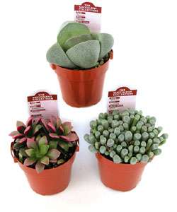 Mimicry Plant Collection (Set of 3)  