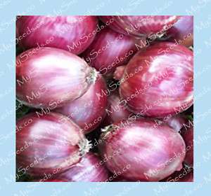 Onion seeds   RED ZEPPELIN ~Excellent Storage Potential  
