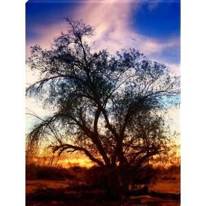  Mesquite Tree Silhouette Sunset   Eleven Mile Corner 