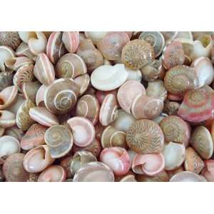  Pink Umbonium Seashells (Button Top)   1/2 Cup Everything 