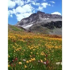  Rainbow Seeds® 1g Rocky Mountain Wildflower Mix 23 