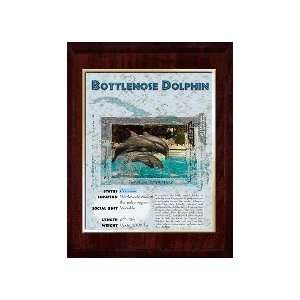  Marine (Bottlenose Dolphin) Animal Planet Products 10 x 13 Plaque 