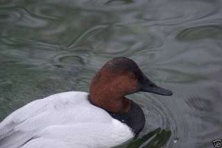 Canvasback Decoy Reference Photo Cd  