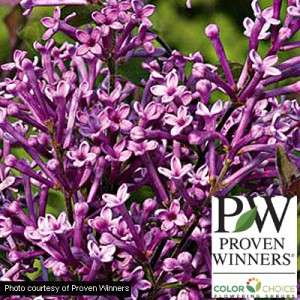 Bloomerang Purple Lilac 1 Qt. Proven Winners (Potted)  