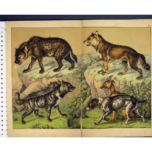  Wild Dogs Wolf Schubert Nature Colour Print 1878