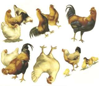 Rooster Chicken Chick Set Ceramic Waterslide Decals  