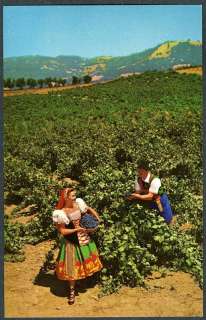ITALIAN SWISS COLONY WINERY VINEYARD~Old 1950s Postcard  