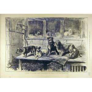  1877 Leadenhall Market Dogs Corner Old Print Marshall 