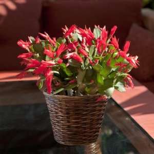 Christmas Cactus in Rattan Peel Basket  Beautiful Blooming Live Plant 