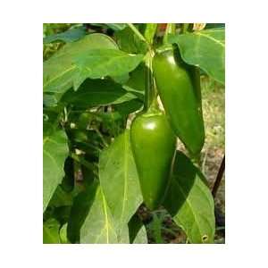  Pepper Jalapeno Hot Plants 3 Pack Patio, Lawn & Garden