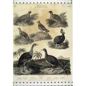    1810 Ornithology Partridge Grouse Quail Land Birds