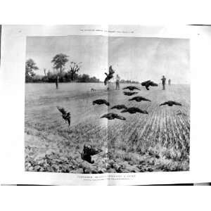  1900 Partridge Shooting Thinning Covey Hunting Birds 