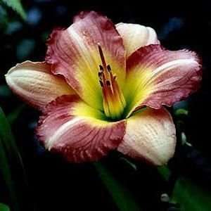  DAYLILY PREPPY PINK / 1 gallon Potted Patio, Lawn 