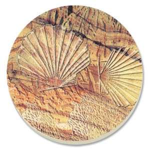  CounterArt Shell Fossils Absorbent Coasters, Set of 4 