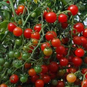 Sweet Pea Currant   rote Cherry Tomate   10 Samen  Garten