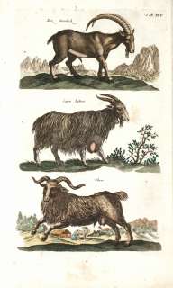 Antique Print,CAPRA, IBEX, BUCK, Merian,Jonston,Historiae Naturalis 