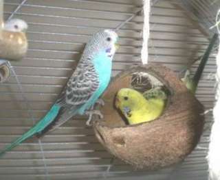 Vogelkäfig Zubehör Kokosschaukel für Wellensittich Vogelspielzeug 