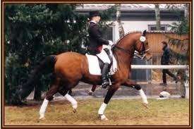 Deutsches Reitpony zu Verkaufen *** in Schleswig Holstein 