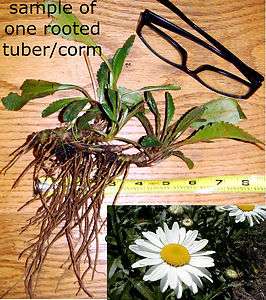 Organic SHASTA DAISY PLANTS * White ALASKA Cut Flowers ~ LARGE 3 