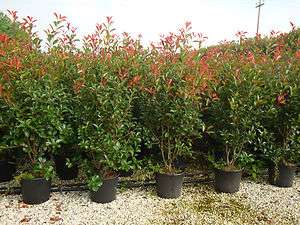 Photinia Red Robin (Glanzmispel)   immergrüne Heckenpflanze  