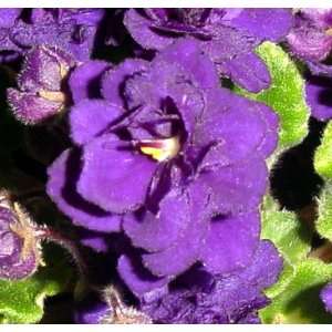  Leo African Violet Plant   4 Pot   In Bloom Patio, Lawn 