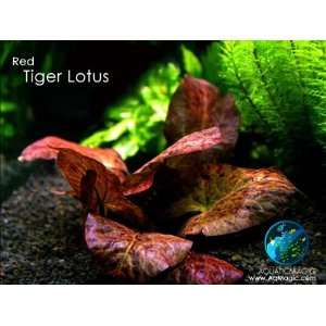   Aquatic Plant for Lotus Seed Aquascape Fish Tank Patio, Lawn & Garden