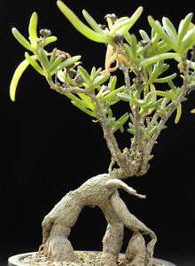 Mestoklema macrorrhizum rare mesemb cacti seed 15 SEEDS  