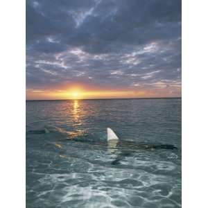  The Fin of a Blacktip Shark Pokes Above the Waters Surface 