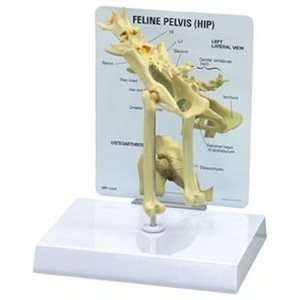 Feline/Cat Pelvis & Hip Anatomy/Anatomical Model #9160  
