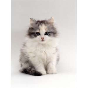  Domestic Cat, 9 Week, Chinchilla Cross Kitten Premium 