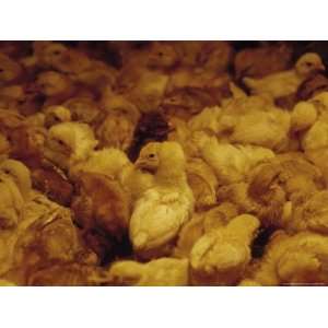  One Week Old Free Range Chickens Under a Heat Lamp Premium 