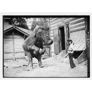  Hattie the elephant,Bill Snyder